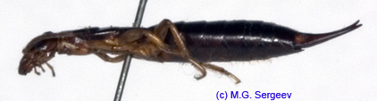 Anisolabis_maritima_f_1116 copy